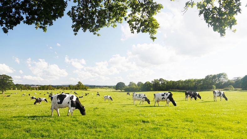 Cattle grazing on open pasture at dairy farm supplying manure for biogas production